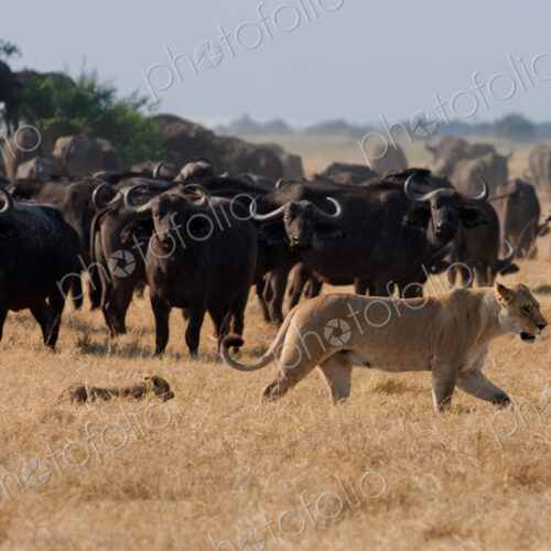 African lion and buffalo, Botswana
