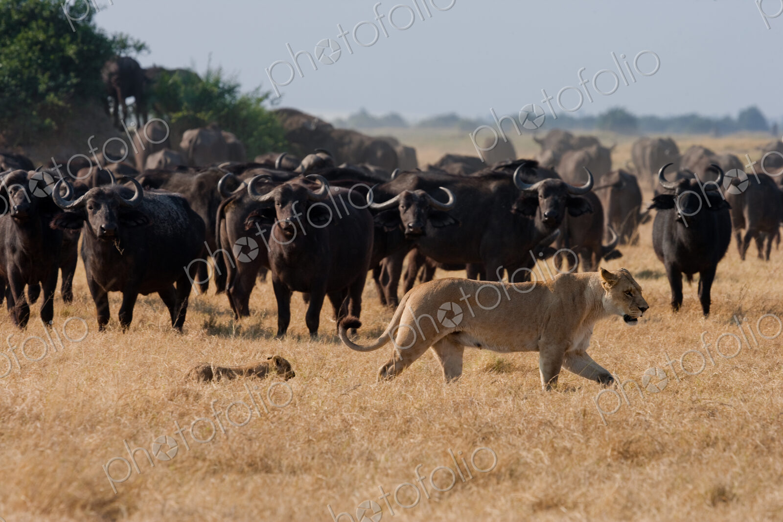 African lion and buffalo, Botswana