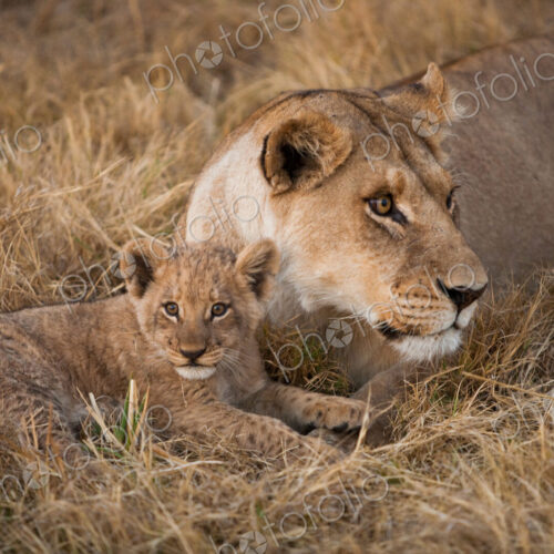 African lion and cub, Duba Plains, Botswana