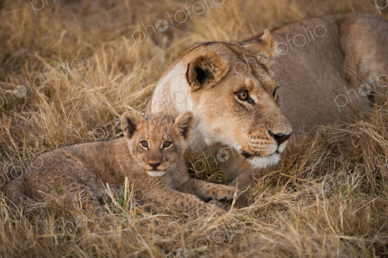 African lion and cub, Duba Plains, Botswana