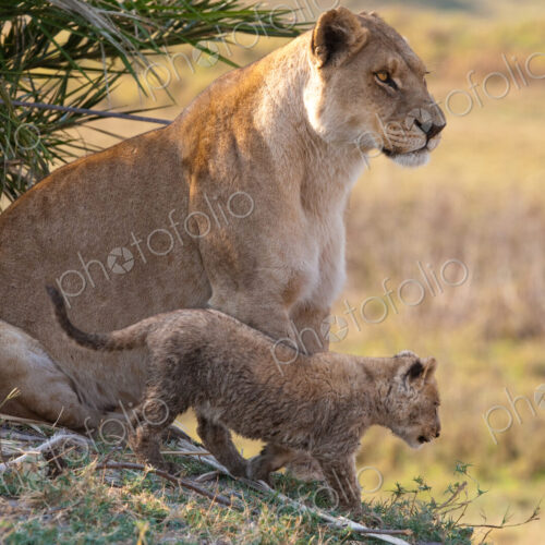 African lion and cub, Duba Plains, Botswana