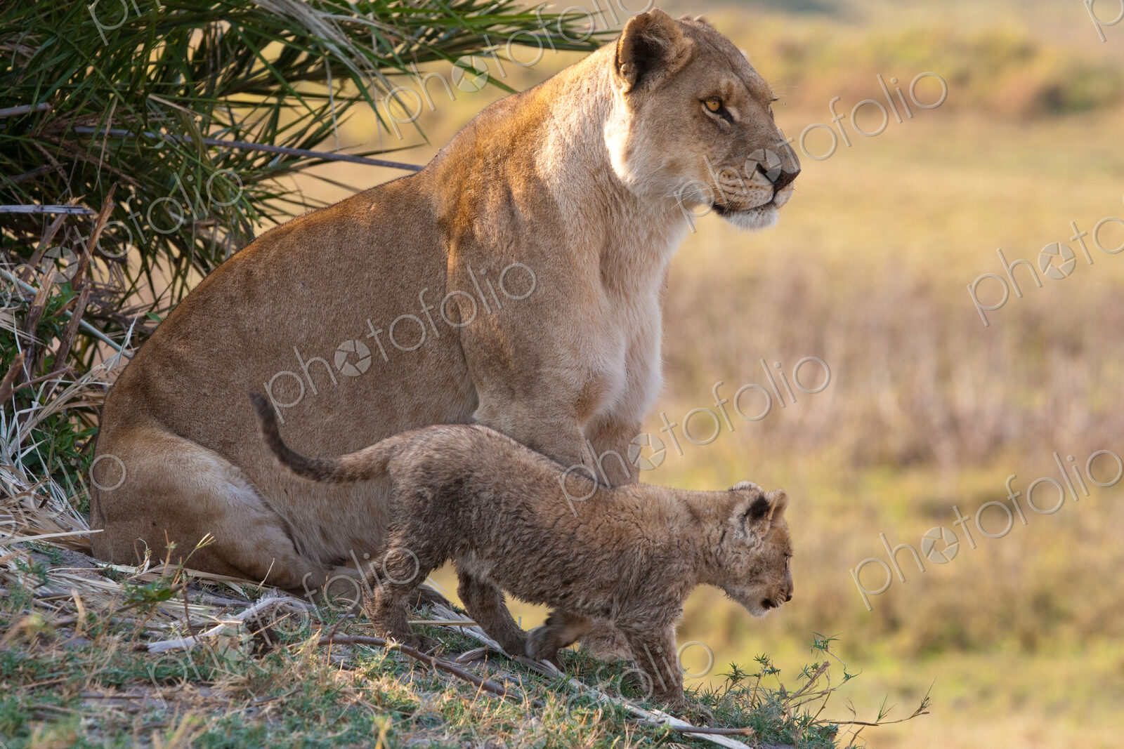 African lion and cub, Duba Plains, Botswana