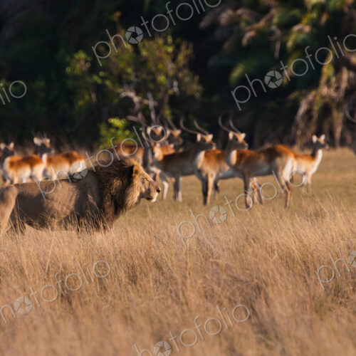 African lion and lechwe, Duba Plains, Botswana