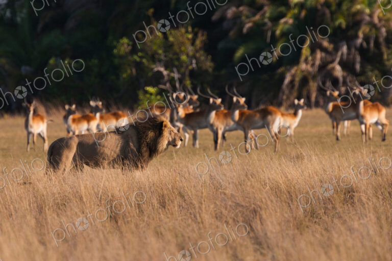 African lion and lechwe, Duba Plains, Botswana