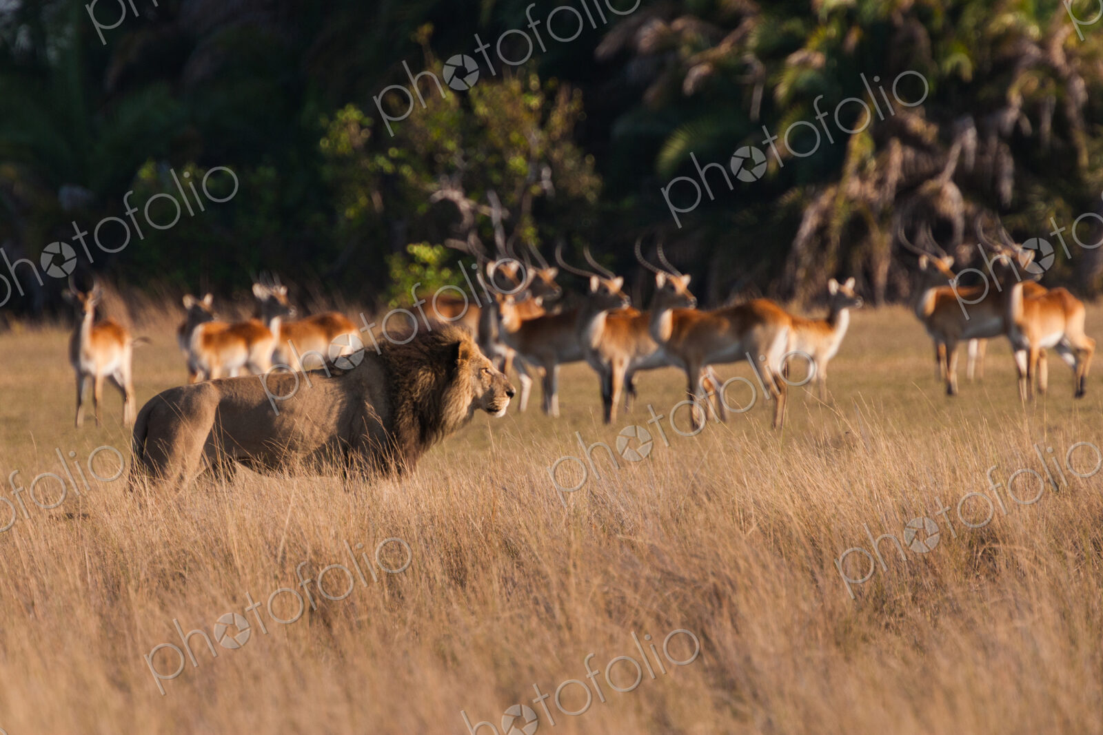 African lion and lechwe, Duba Plains, Botswana