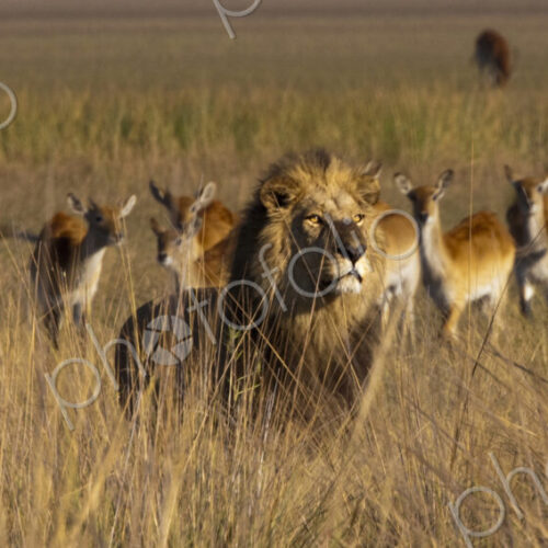 African lion and lechwe, Duba Plains, Botswana African lion and lechwe, Duba Plains, Botswana