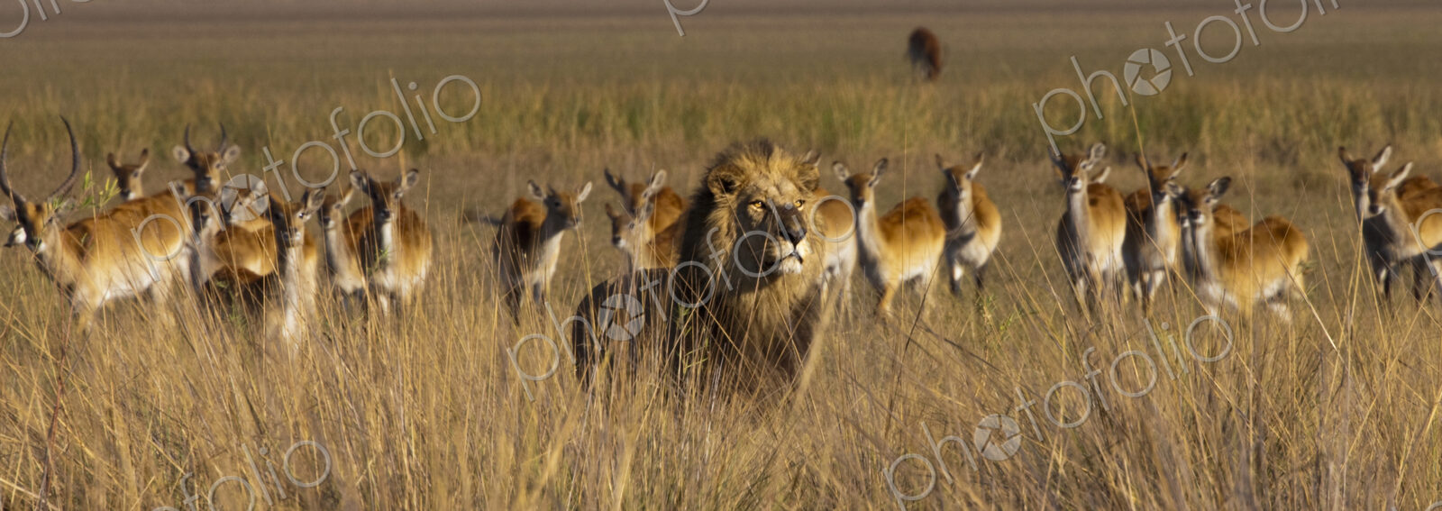 African lion and lechwe, Duba Plains, Botswana