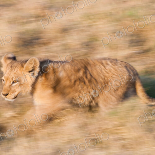 African lion cub, Botswana African lion cub, Botswana
