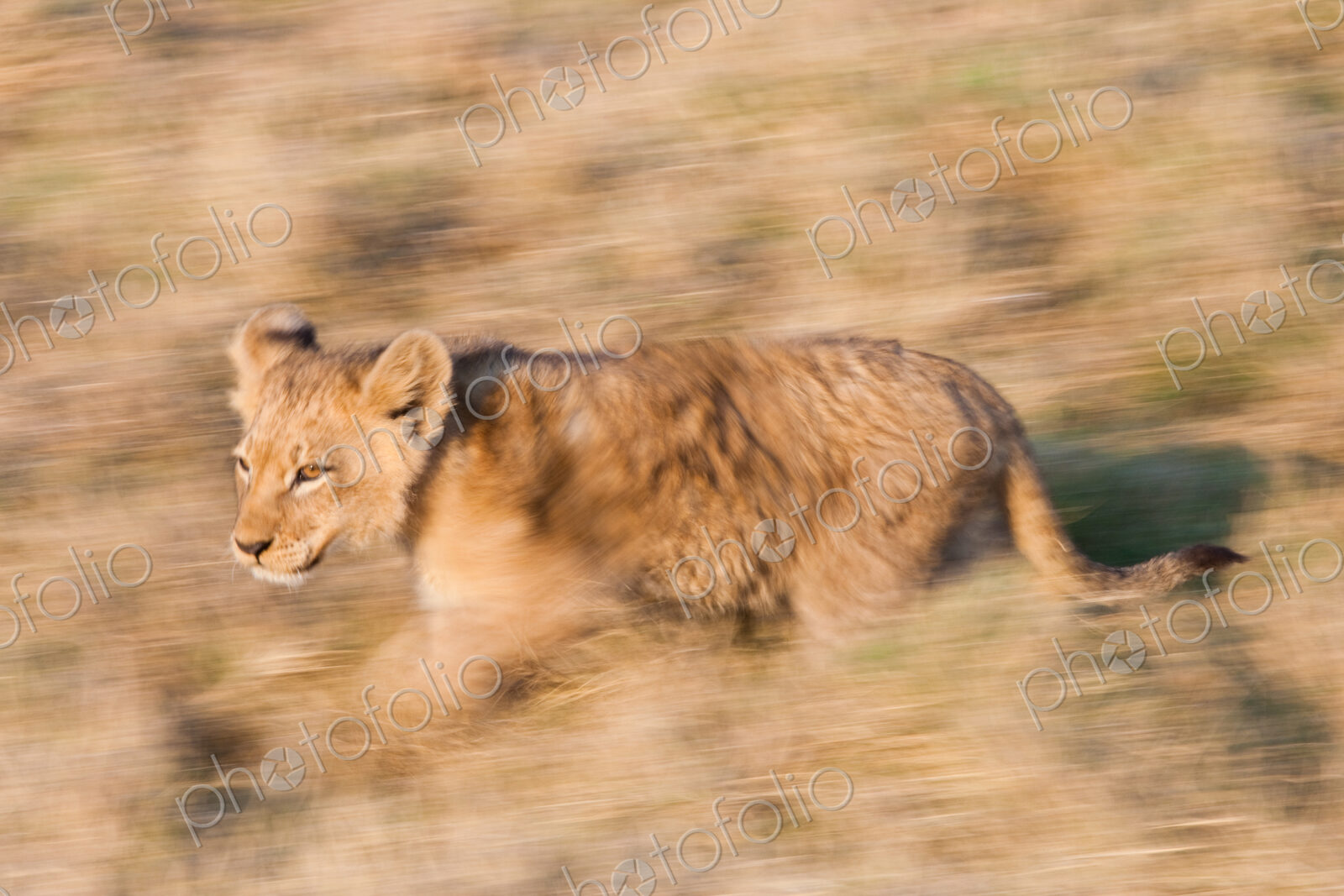 African lion cub, Botswana