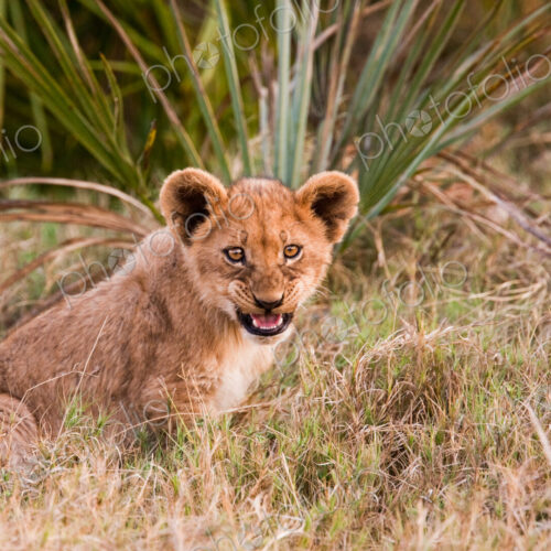 African lion cub, Botswana African lion cub, Botswana