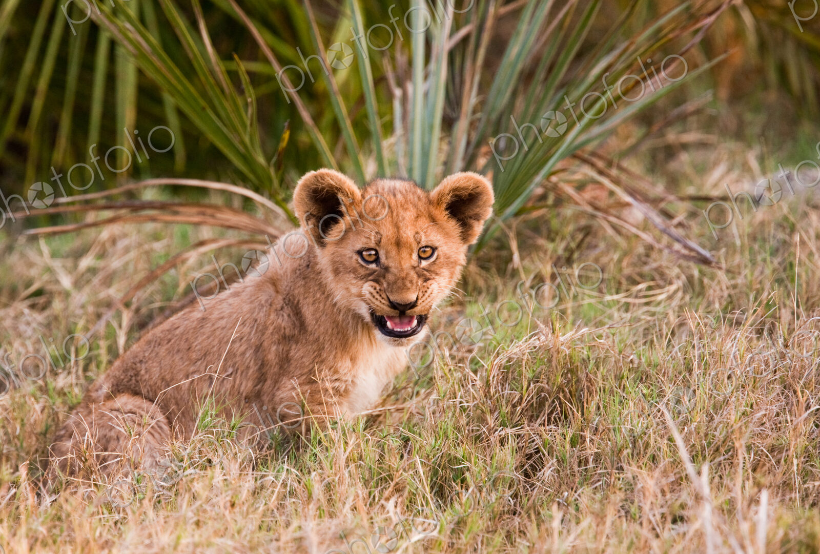 African lion cub, Botswana