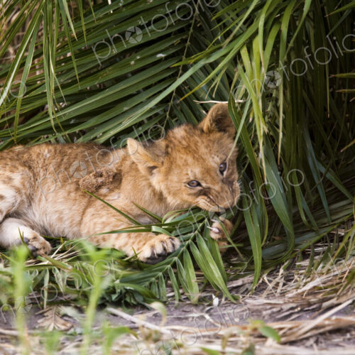 African lion cub chewing at a palm leaf in Botswana African lion cub chewing at a palm leaf in Botswana