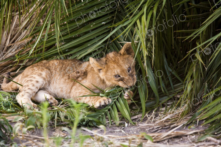 African lion cub chewing at a palm leaf in Botswana