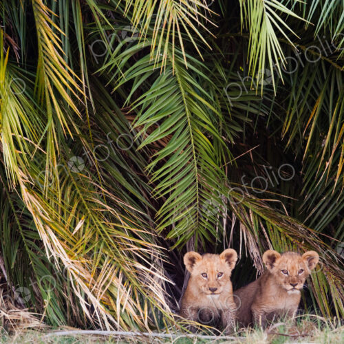 African lion cubs, Botswana African lion cubs, Botswana