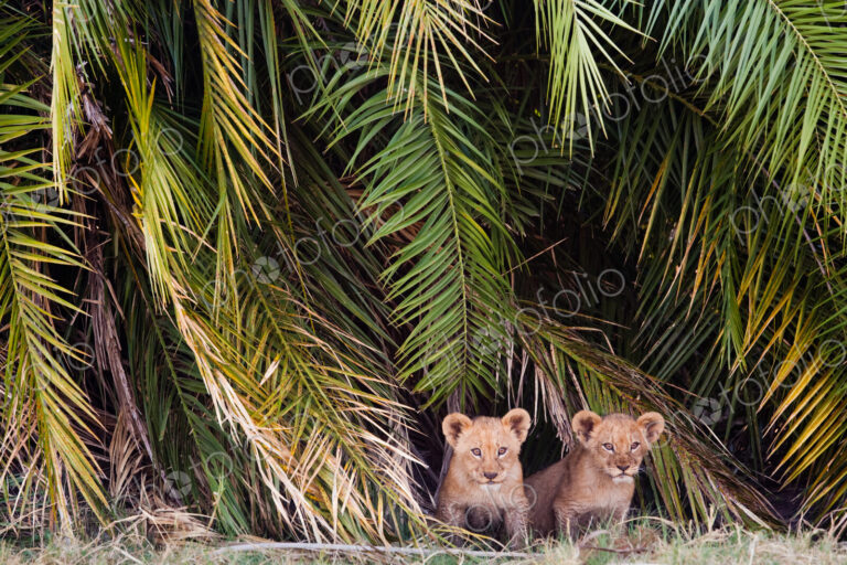 African lion cubs, Botswana