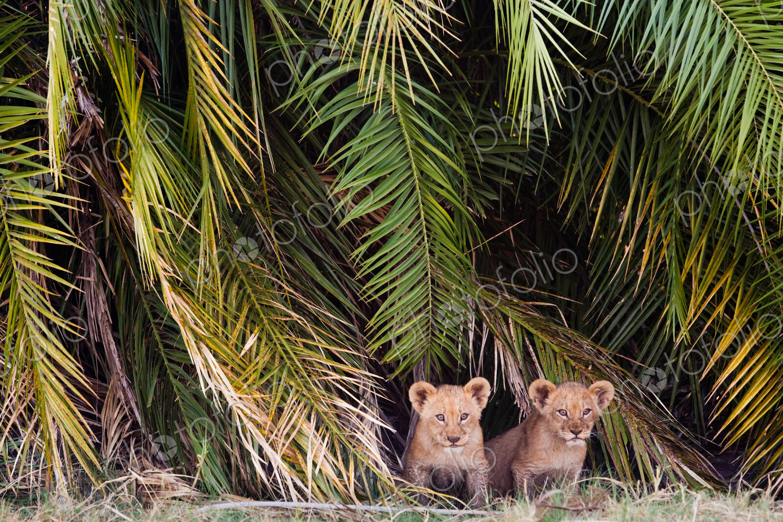 African lion cubs, Botswana