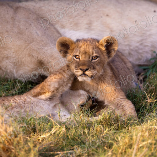 African lion cubs, Botswana African lion cubs, Botswana