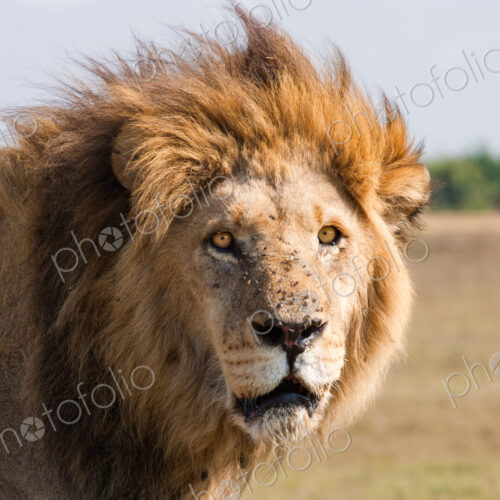 African lion male, Botswana African lion male, Botswana