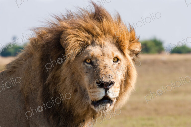 African lion male, Botswana