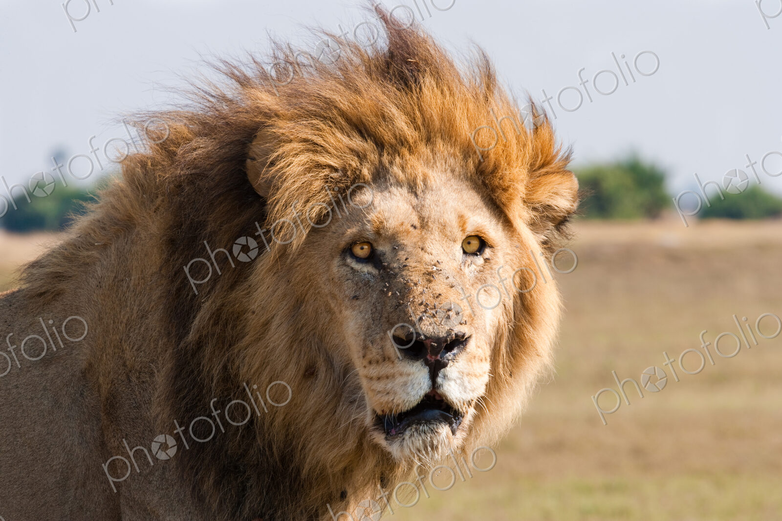 African lion male, Botswana