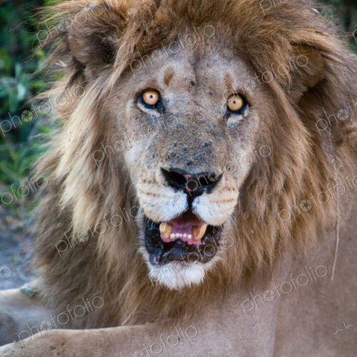 African lion male, Botswana