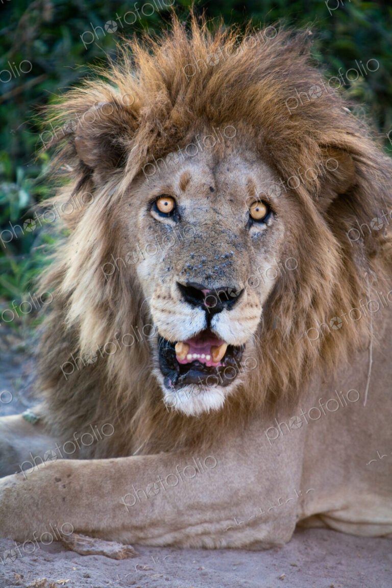 African lion male, Botswana