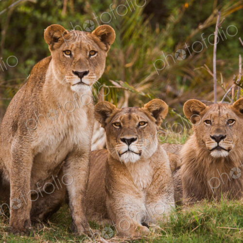 African lions, Botswana African lions, Botswana