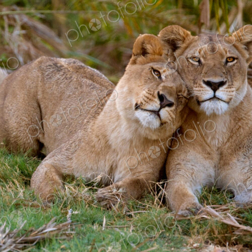 African lions, Botswana African lions, Botswana