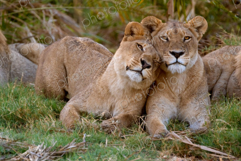 African lions, Botswana