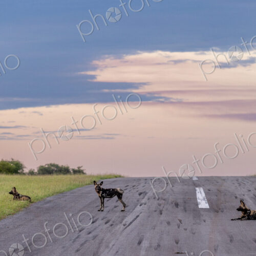 African painted dog, Lycaon pictus, three pack members resting together. African painted dog, Lycaon pictus, three pack members resting together.