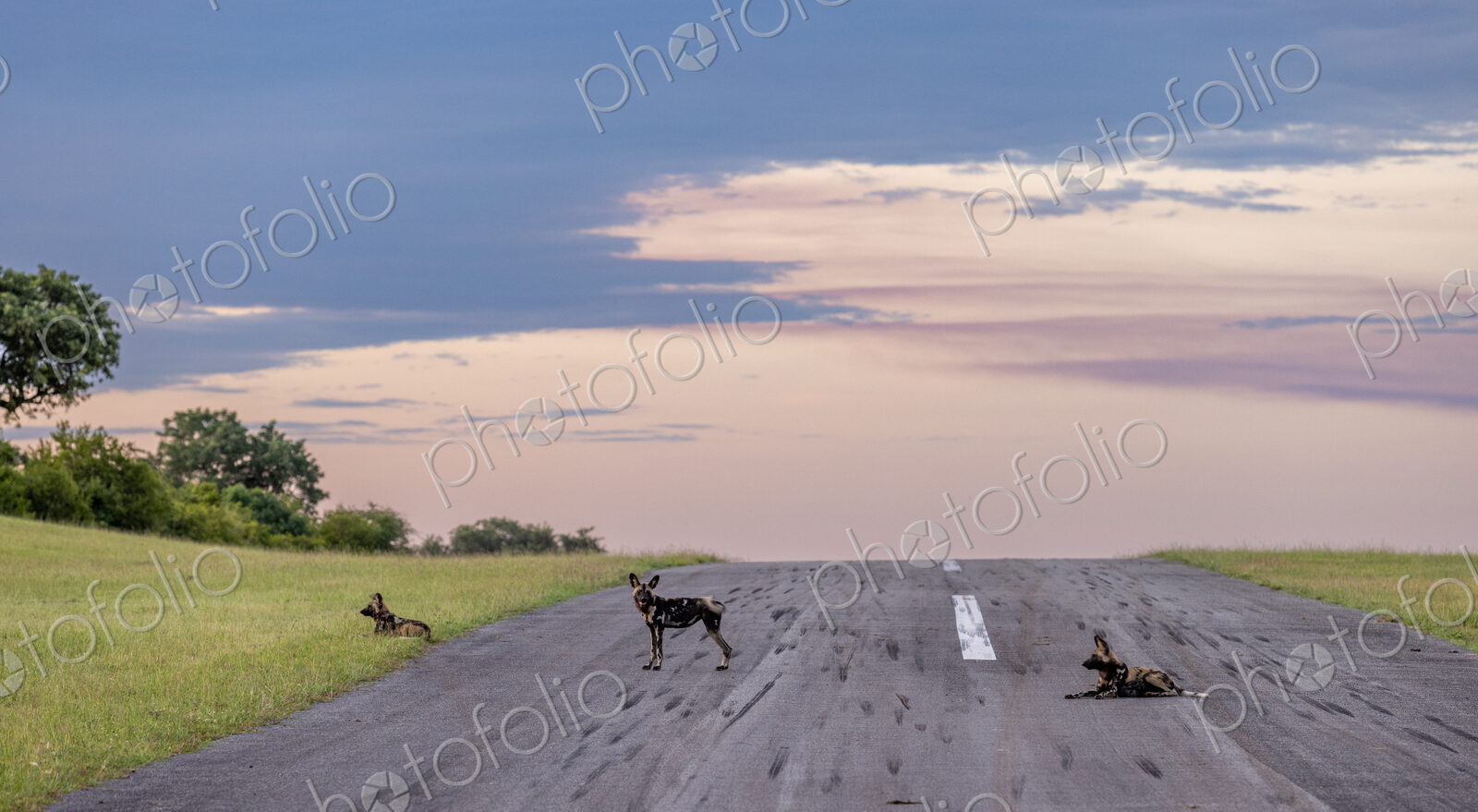 African painted dog, Lycaon pictus, three pack members resting together.