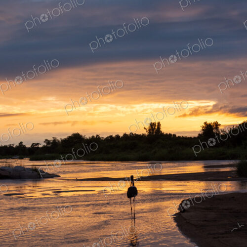 African sunrise over a river, with a silhouette of a stalk.