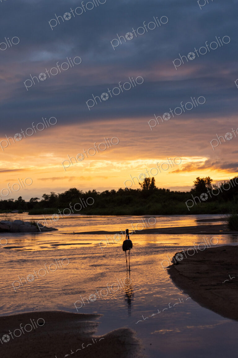African sunrise over a river, with a silhouette of a stalk.