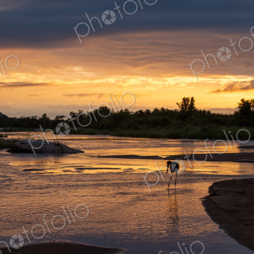 African sunrise over a river, with a silhouette of a stalk.