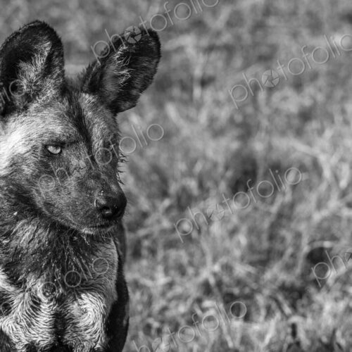 African wild dog, Lycaon pictus, in black and white. African wild dog, Lycaon pictus, in black and white.