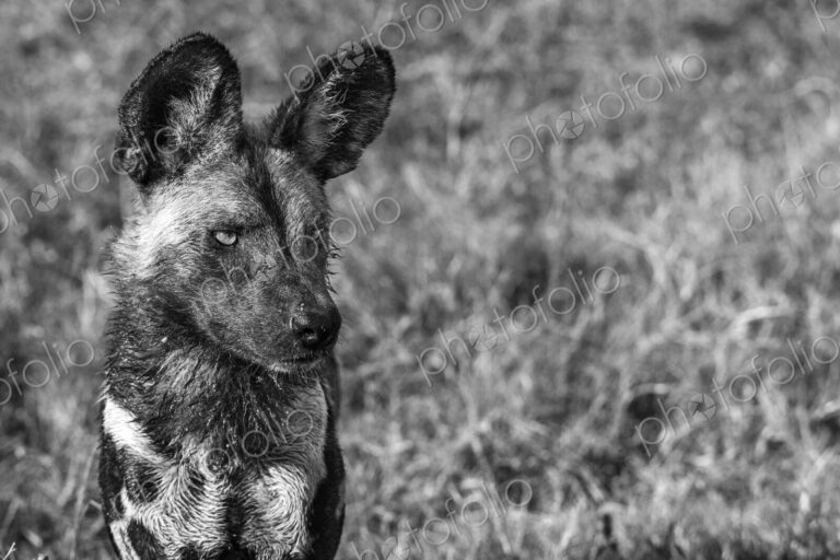 African wild dog, Lycaon pictus, in black and white.