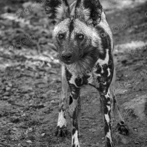 African wild dog, Lycaon pictus, in black and white. African wild dog, Lycaon pictus, in black and white.