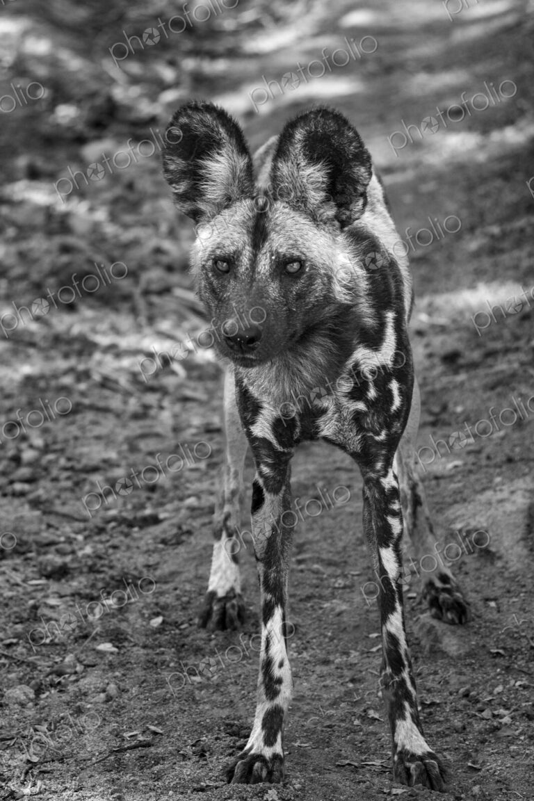 African wild dog, Lycaon pictus, in black and white.