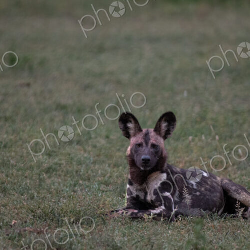 African wild dog, Lycaon pictus, lying down on grass.