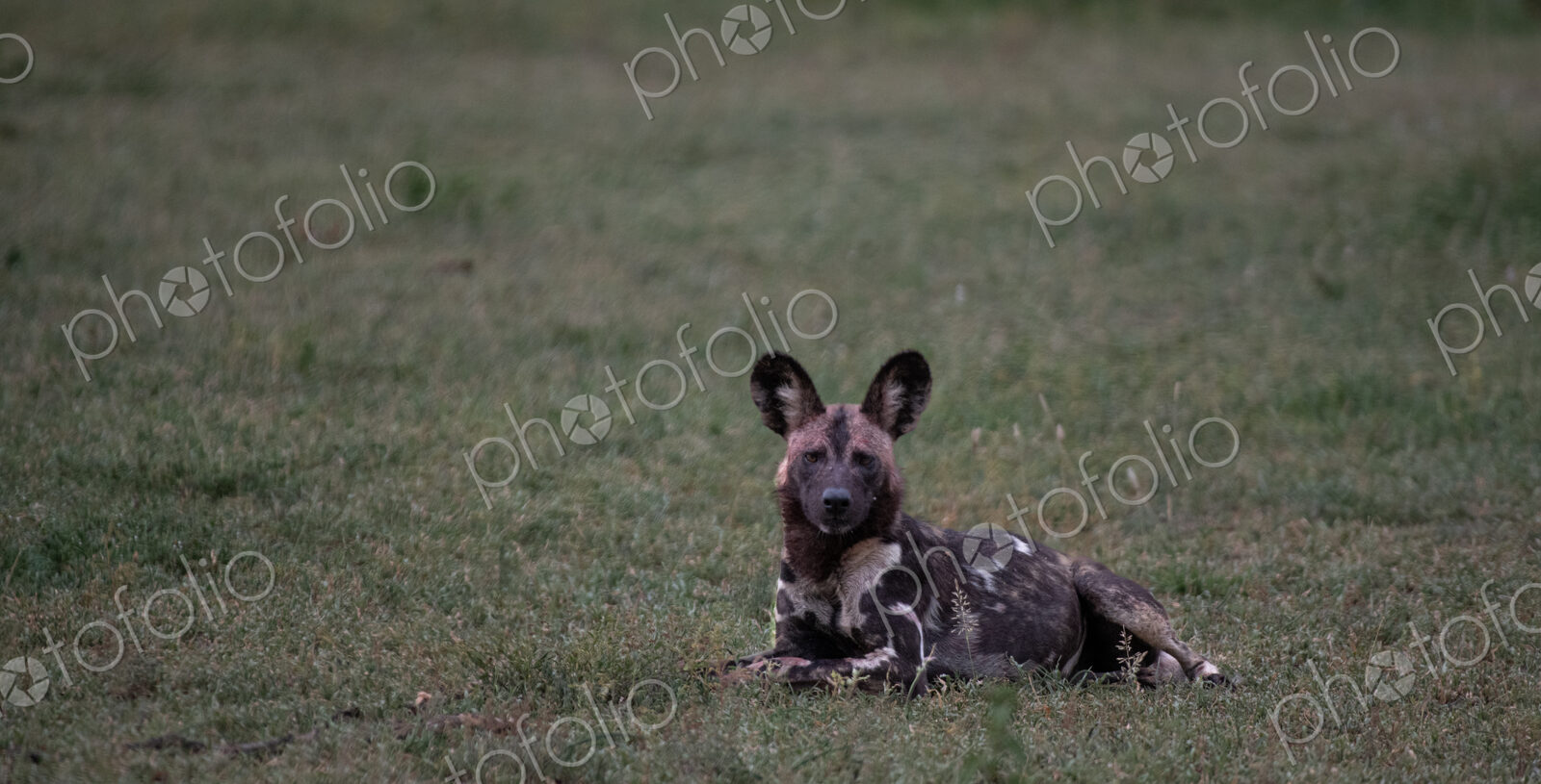 African wild dog, Lycaon pictus, lying down on grass.