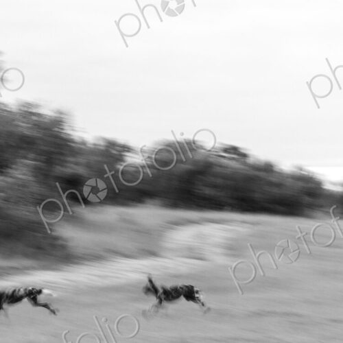 African wild dog, Lycaon pictus, pack running together, motion blur.