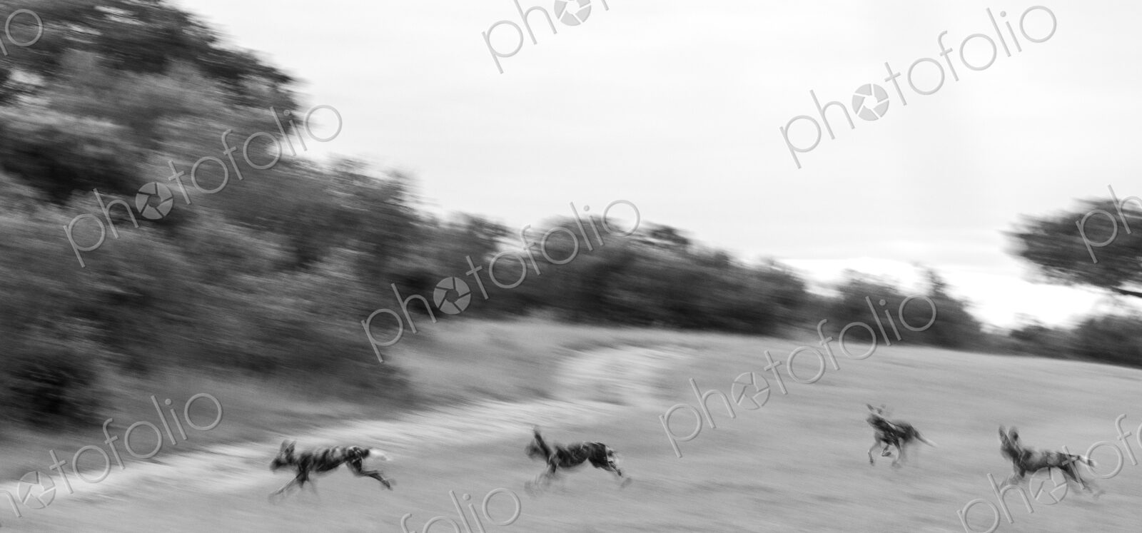 African wild dog, Lycaon pictus, pack running together, motion blur.