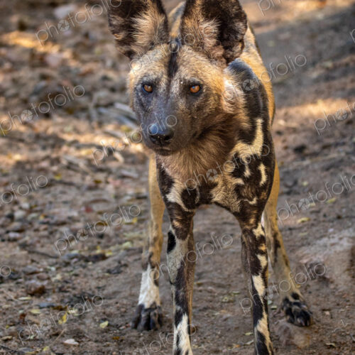 African wild dog, Lycaon pictus, portrait. African wild dog, Lycaon pictus, portrait.