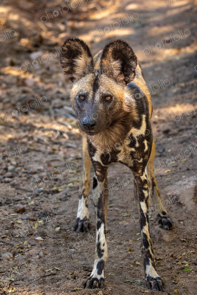 African wild dog, Lycaon pictus, portrait.