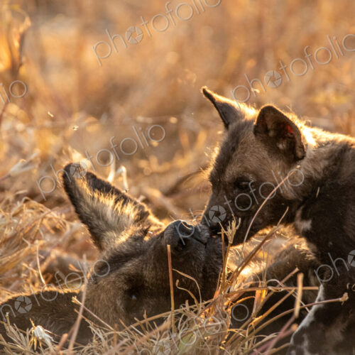 African wild dog, Lycaon pictus, pups playing in grass. African wild dog, Lycaon pictus, pups playing in grass.