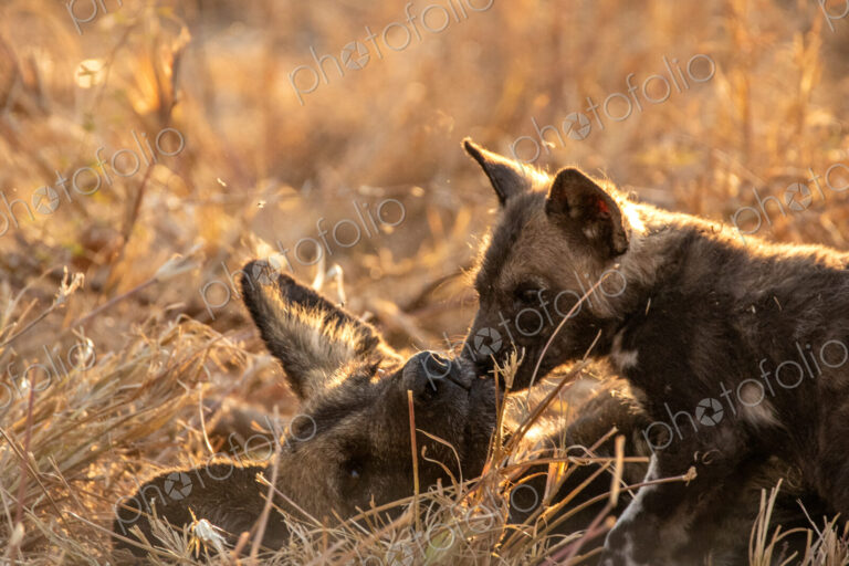 African wild dog, Lycaon pictus, pups playing in grass.
