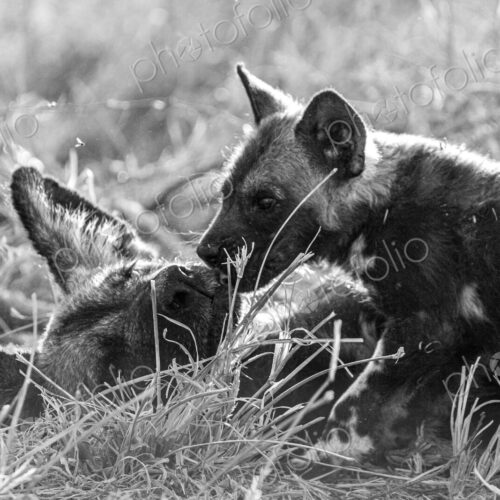 African wild dog, Lycaon pictus, pups playing in grass, in black and white. African wild dog, Lycaon pictus, pups playing in grass, in black and white.