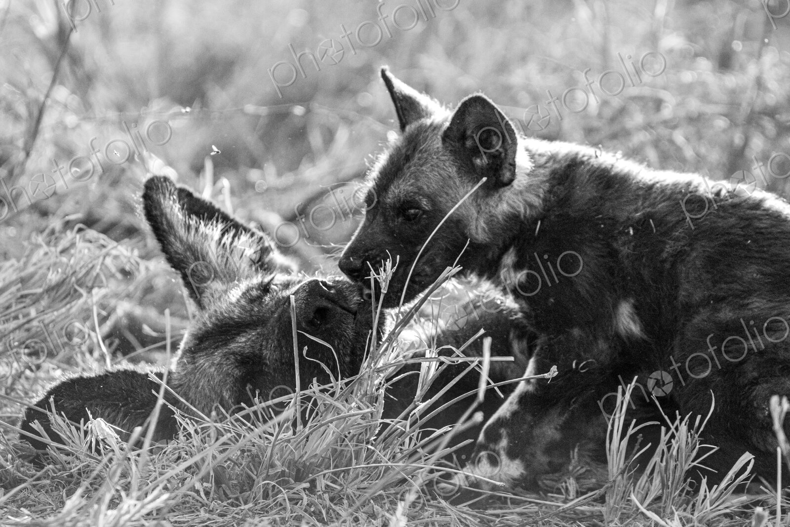 African wild dog, Lycaon pictus, pups playing in grass, in black and white.