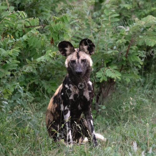 African wild dog, Lycaon pictus, sitting in grass.