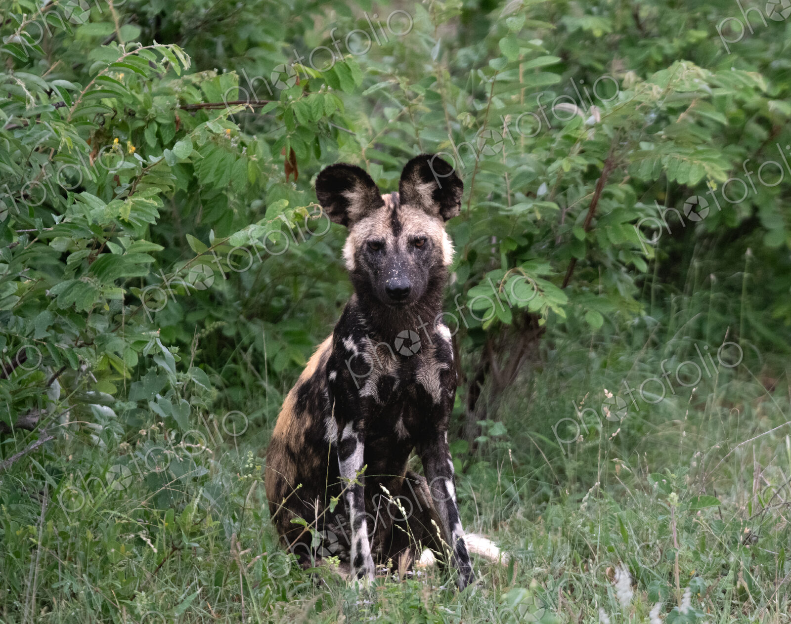 African wild dog, Lycaon pictus, sitting in grass.
